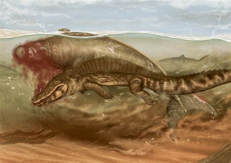 tiger roll stats|Prehistoric dugong skeleton found with bite marks from ancient .